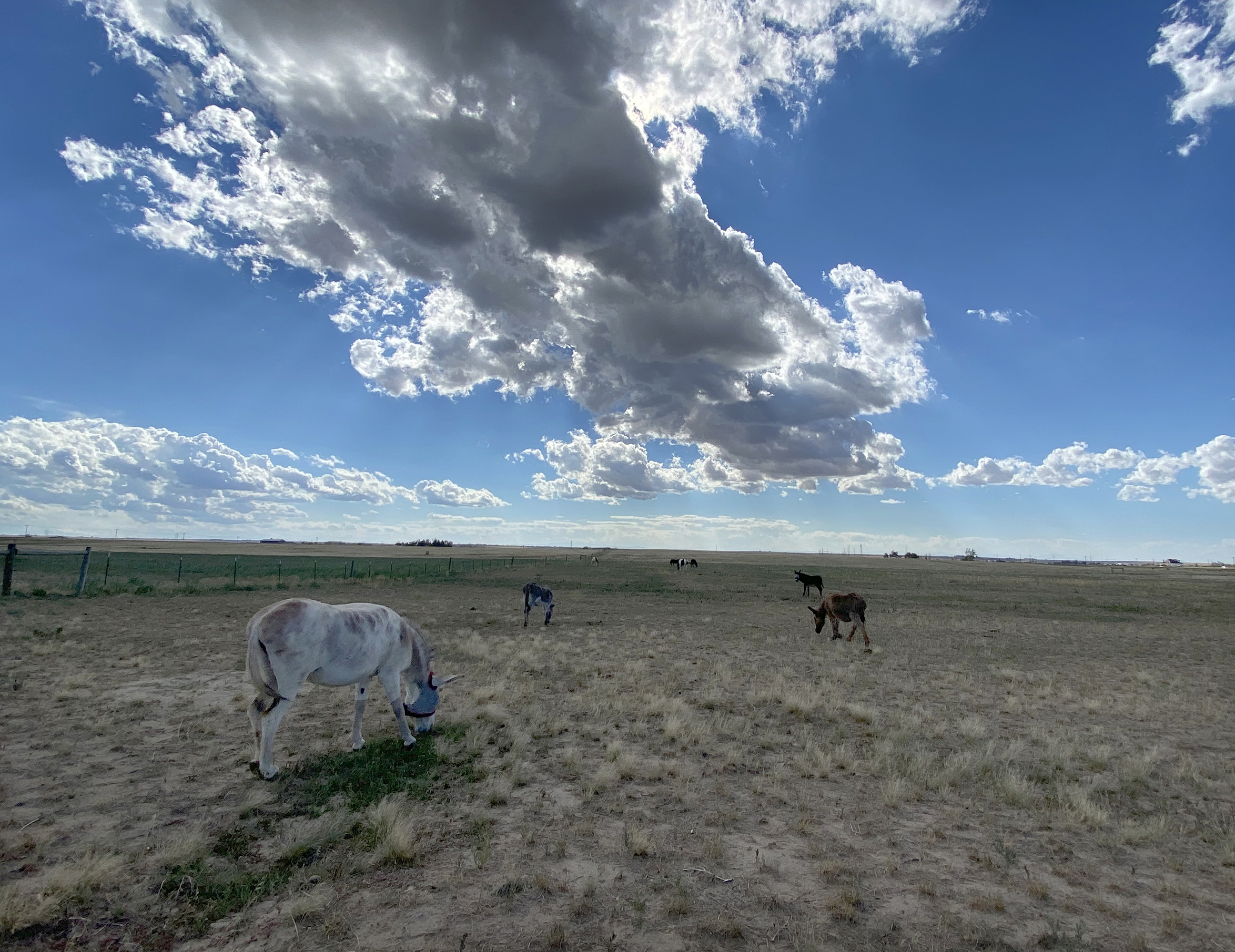 Four donkeys graze an open field on a cloudy Colorado day.