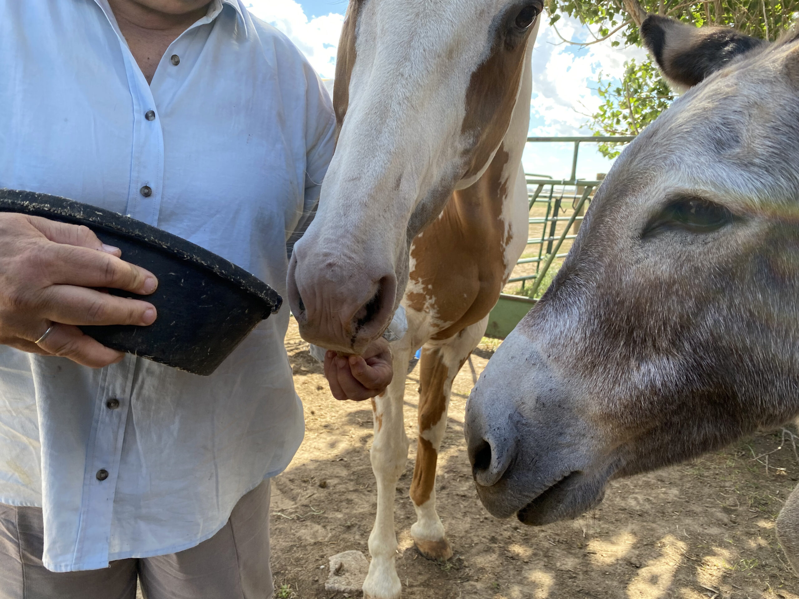 Hand of equine farmer feeding a horse and donkey.