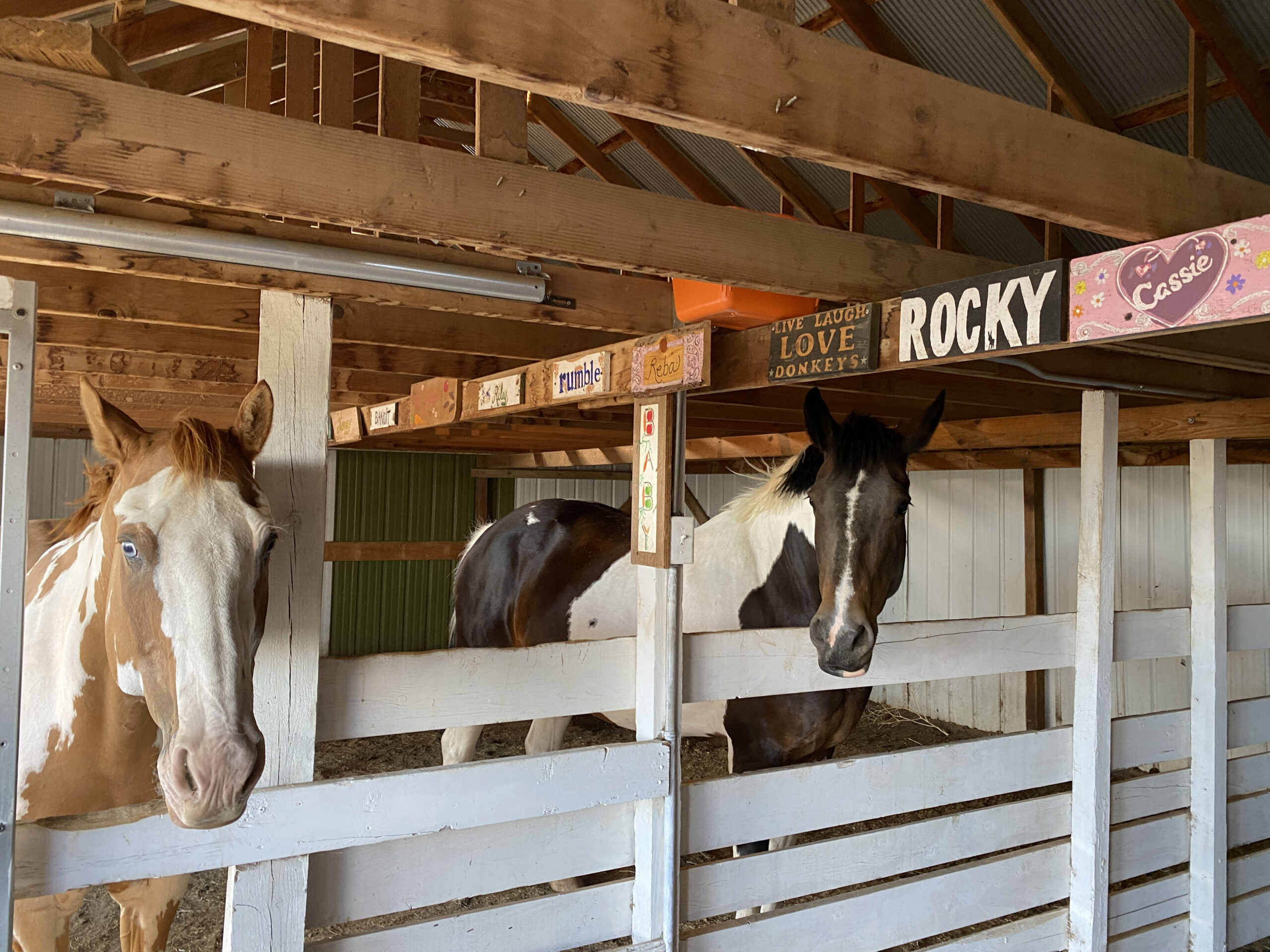 Two paint horses inside of a barn poke their heads through a white fence. Wooden plaques with the names of horses are affixed to a board overhead.